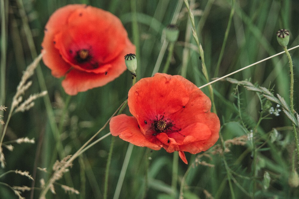 Poppies Poppies